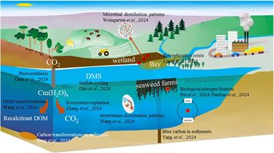 Editorial: The cycling of biogenic elements and their microbial transformations in marine ecosystems